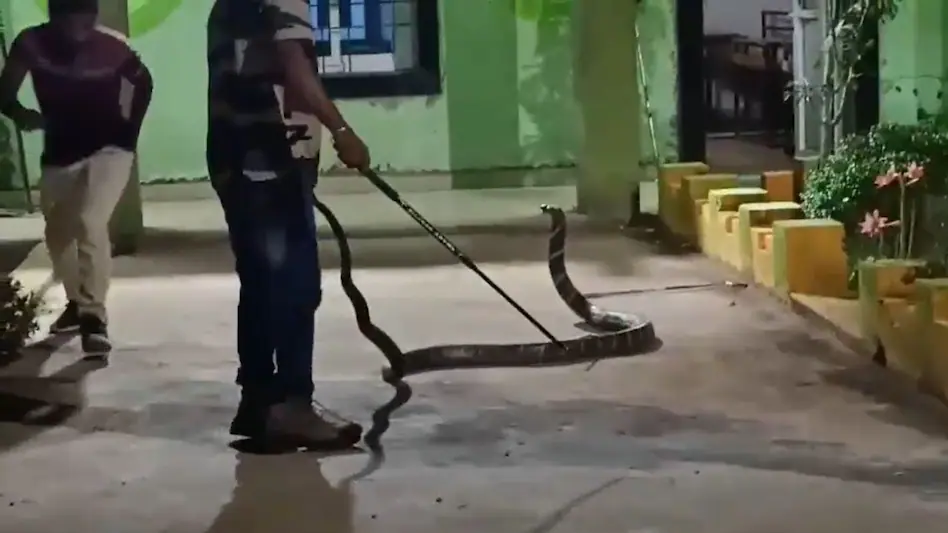 Odisha: King Cobra, 20-foot tall at school, stunned at seeing people, stayed in class for three hours