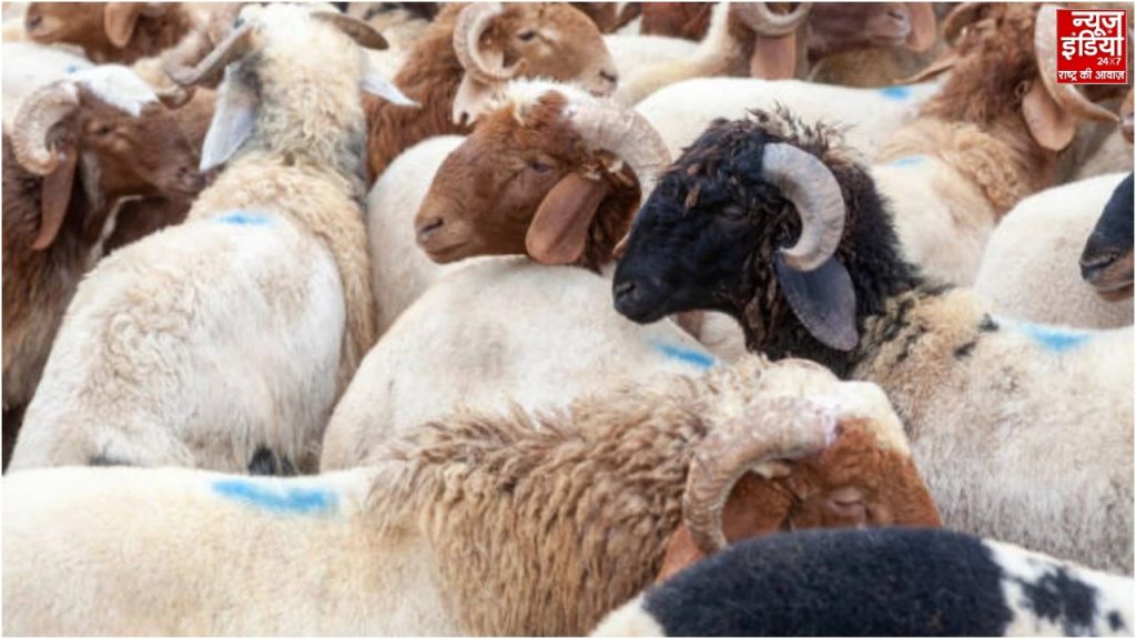 Bakrid News