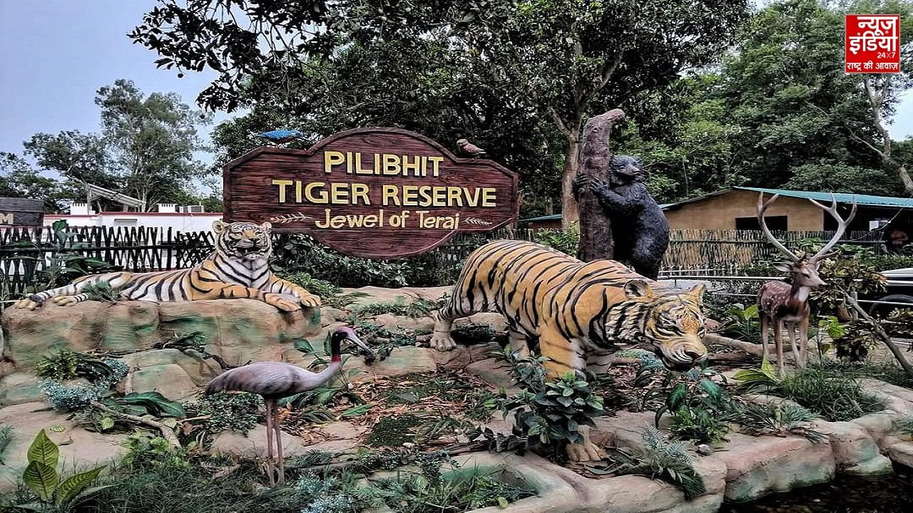 जिंदा अजगर ने… पीलीभीत टाइगर रिजर्व से हैरान करने वाला मंजर आया सामने, देखिए वीडियो 