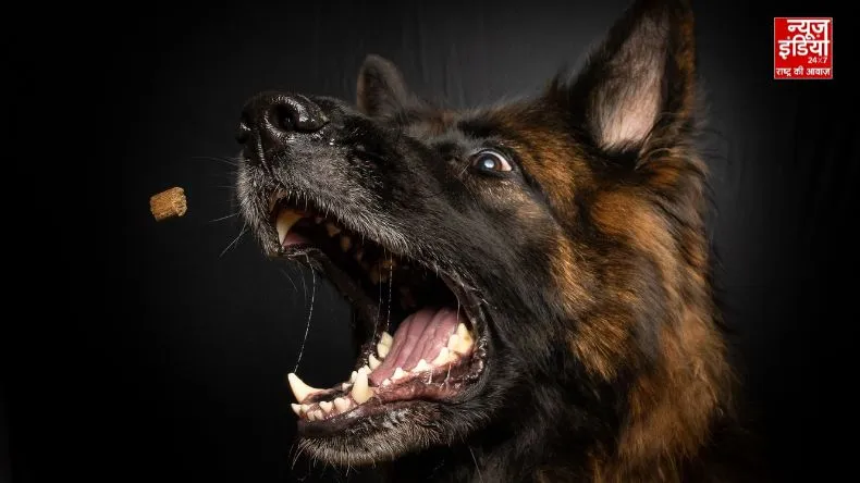 Dog terror in Noida! 31 localities become hotspots