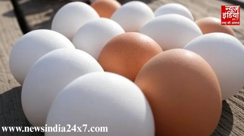 सफेद या ब्राउन अंडा…सेहत के लिए कौन है ज्यादा फायदेमंद, जानें क्या कहते है वैज्ञानिक ?