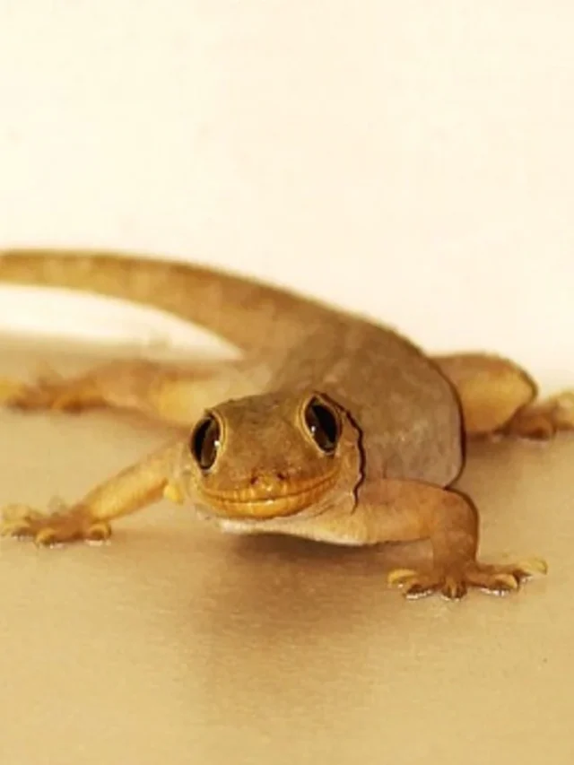 खाने की चीज में छिपकली गिरने पर वो जहरीला होता है या नहीं?