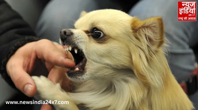 जानवर-पक्षियों के काटने/खरोंच से बचाव, जानिए क्या करें और कब डॉक्टर से संपर्क करें