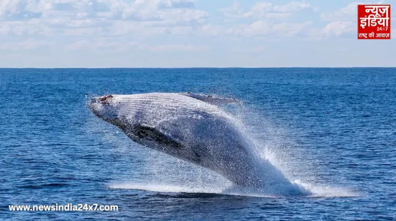 ब्लू व्हेल ने समुद्र में गीत गाना बंद कर दिया: क्या यह बड़ी आपदा का संकेत है?