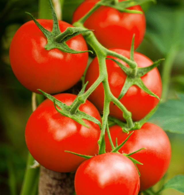 जानें टमाटर के जूस पीने के क्या फायदे होते है।