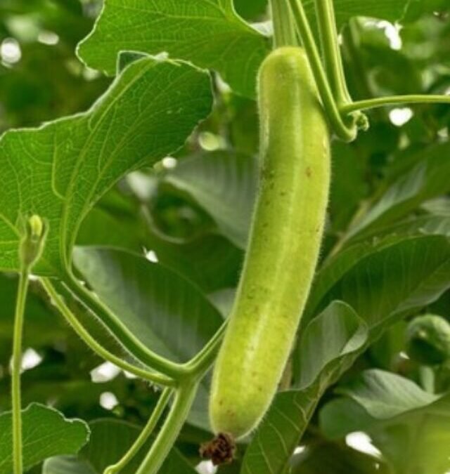 खाली पेट लौकी का जूस पीने के क्या-क्या फायदे होते है?