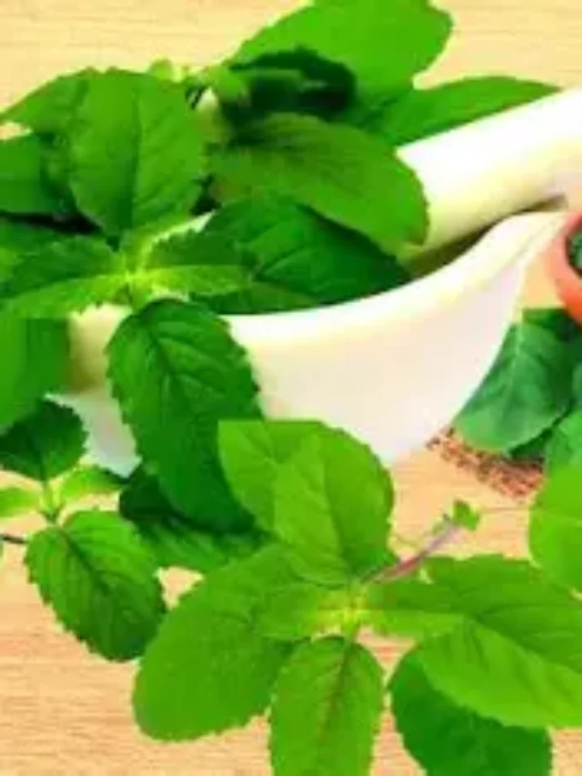 बासी मुंह तुलसी के पत्ते खाने के क्या फायदें है?