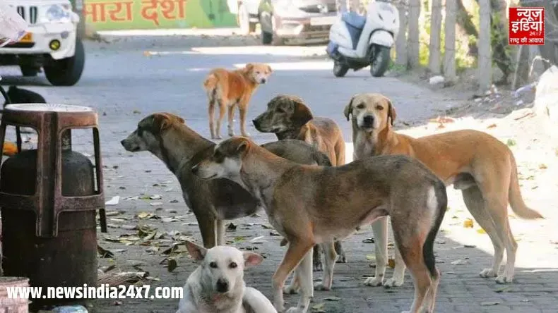 terror of stray dogs