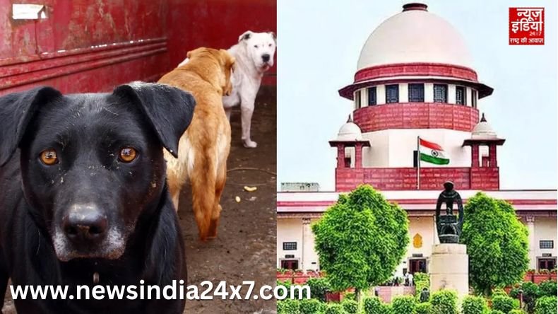 नोएडा में खूंखार कुत्तों की खैर नहीं! खुले में खाना खिलाना पड़ सकता है भारी