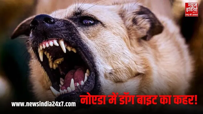 नोएडा में डॉग बाइट के बढ़ते मामले, हर महीने आठ हजार से अधिक लोगों पर हमलावर लावारिस कुत्ते