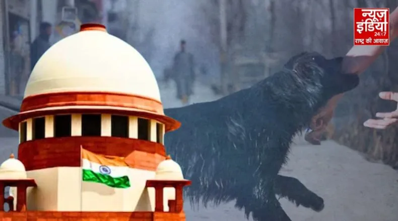 दिल्ली-एनसीआर में आवारा कुत्तों का मामला : डॉग लवर्स ने सुप्रीम कोर्ट में रोक लगाने की मांग की