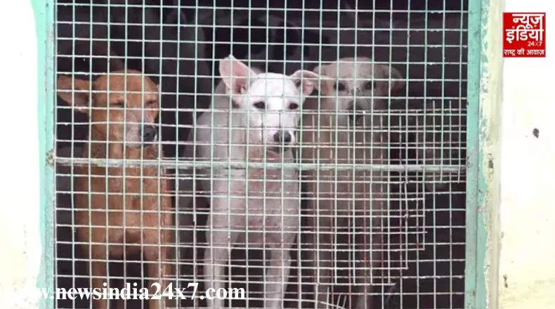 दिल्ली-एनसीआर में आवारा कुत्तों के हटाने के मामले में सुप्रीम कोर्ट ने गठित की नई बेंच, कल होगी सुनवाई