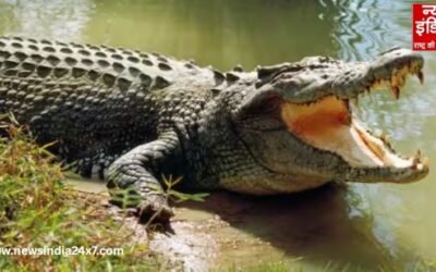 महिला ने बहादुरी से मगरमच्छ से किया मुकाबला, मौत के मुंह से निकाला बच्चा