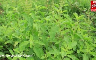Tulsi Vastu Tips : आपके घर में भी है तुलसी पौधा, तो भूलकर भी नहीं करें ऐसी गलती, जानें क्या..