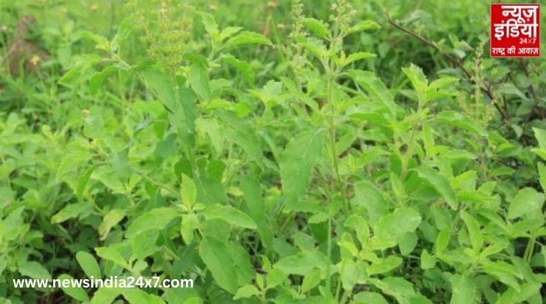 Tulsi Vastu Tips
