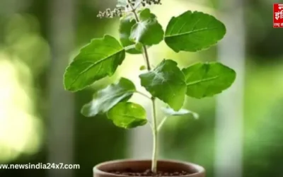 तुलसी का पौधा घर में कहां लगाएं? जानें वास्तु शास्त्र के अनुसार सही दिशा और जगह