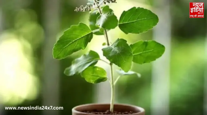 Benefit of Tulsi Plant