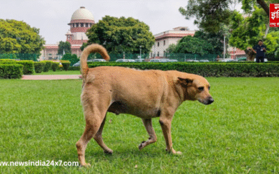 आवारा कुत्तों पर कड़ा नियम: काटने पर अब होगी सजा, लागू हुई नई व्यवस्था