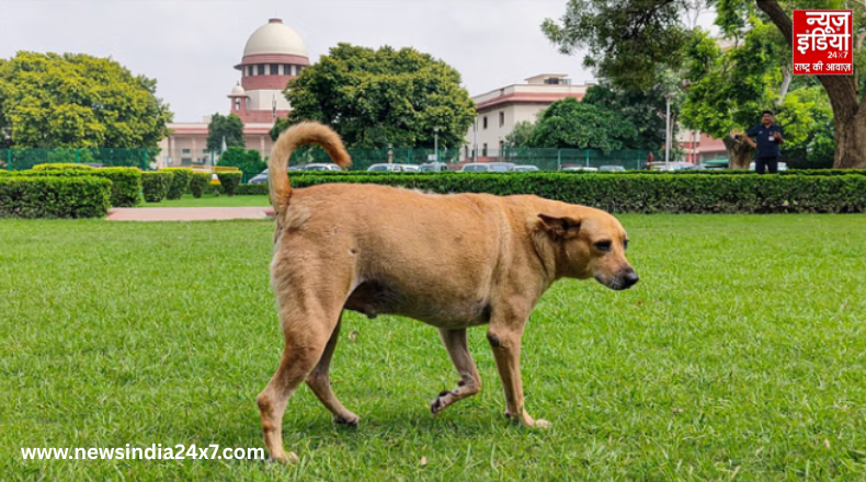 Stray Dog Life Imprisonment