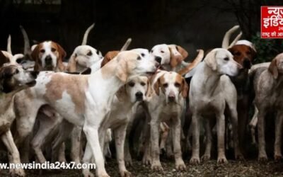 गाजियाबाद: आवारा कुत्तों पर नई गाइडलाइन जारी, निगम तय करेगा फीडिंग जोन
