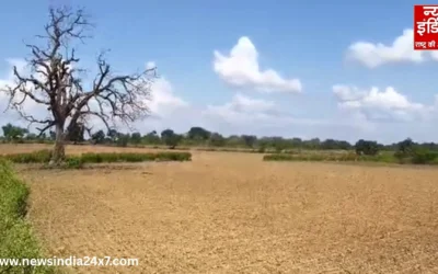 केंद्रीय मंत्री सिंधिया के आदेश की उड़ाई धज्जियां: 700 बीघा वन भूमि पर माफियाओं का कब्जा बरकरार, वन विभाग बना मूक गवाह!