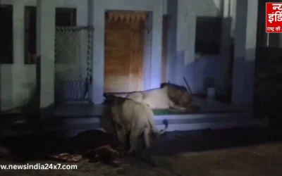 जंगल के राजा ने गांव में मचाया आतंक, तहखाने में घुसकर पालतू जानवर को बनाया शिकार, देखे वीडियो