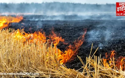 पाकिस्तान पंजाब में पराली ने बढ़ाई चिंता! भारत से दोगुनी आग, उत्तर भारत की हवा फिर पहुंची खतरे में