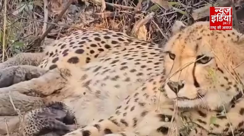 कूनो नेशनल पार्क से सामने आई बड़ी खुशखबरी, भारत में जन्मी मादा चीता ‘मुखी’ बनी मां, पांच शावकों को दिया जन्म..
