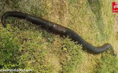 टीकाकरण टीम के सामने अचानक उभरा 17 फीट का अजगर, अमरोहा में अभियान के बीच मचा हड़कंप