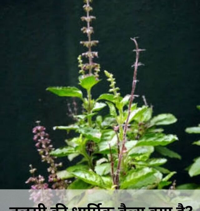 तुलसी की धार्मिक वैल्यू क्या है ?