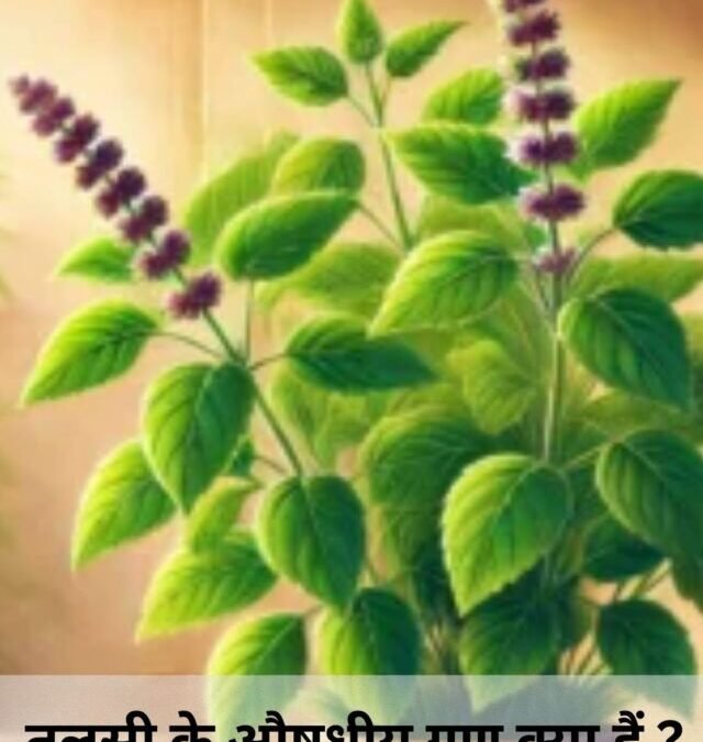 तुलसी के औषधीय गुण क्या है ?