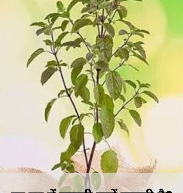 हर घर में तुलसी क्यों जरूरी है ?