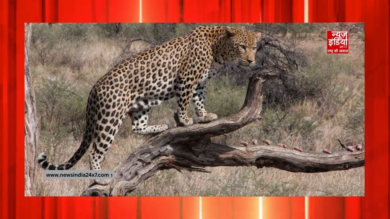 तेंदुए ने बच्ची पर किया हमला