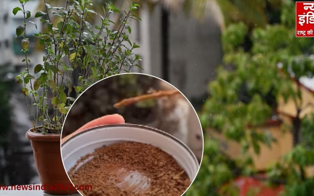 Winter plant care: सर्दियों में पौधों को फंगस से कैसे बचाएं, अपनाएं ये आसान घरेलू उपाय