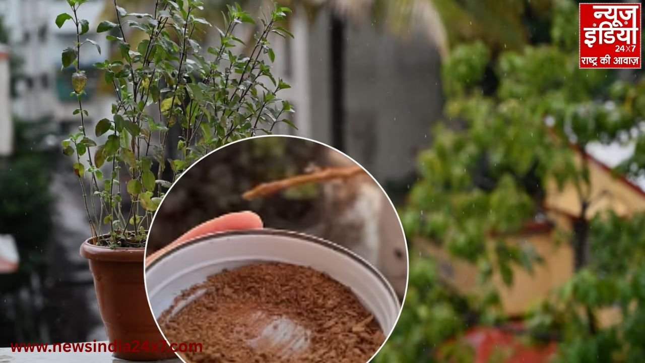 Winter plant care