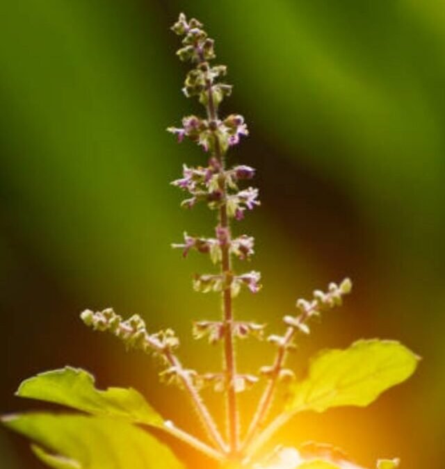 सर्दियों में तुलसी को हरी रखने के आसान टिप्स!