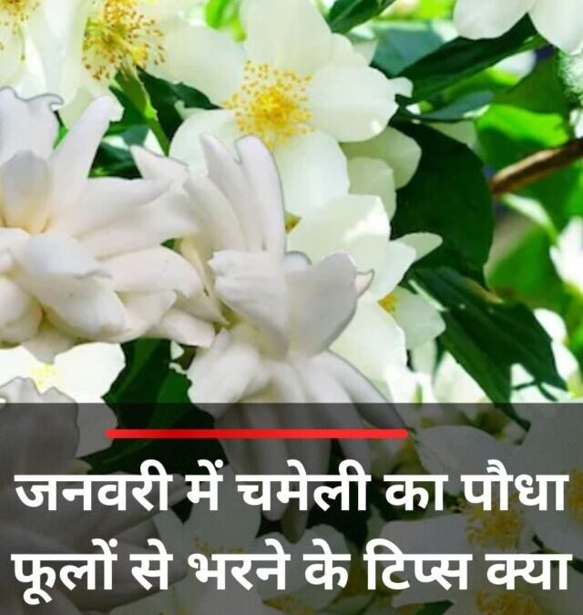 जनवरी में चमेली का पौधा फूलों से भरने के टिप्स क्या हैं?