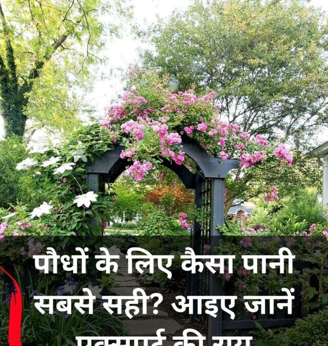 पौधों के लिए कैसा पानी सबसे सही?