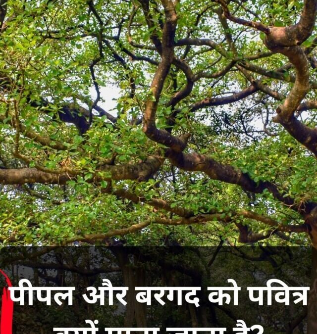 पीपल और बरगद को पवित्र क्यों माना जाता है? जानिए धार्मिक और वैज्ञानिक कारण