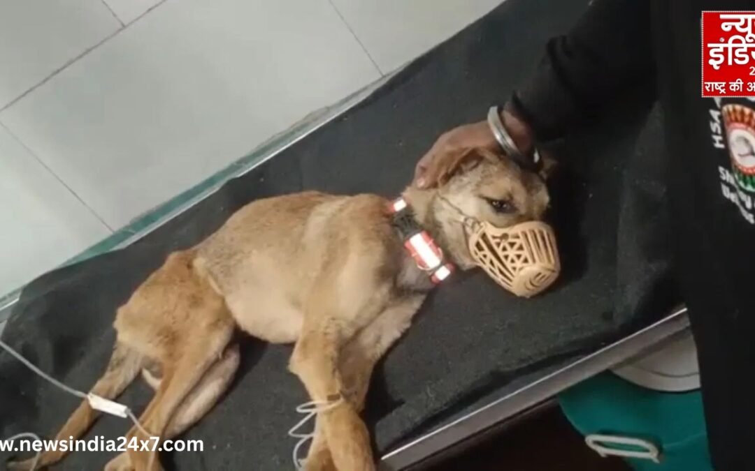 आस्था का चक्कर या बीमारी की सच्चाई? मंदिर में घूमते कुत्ते का खुला रहस्य, अब इलाज से लौट रही जान