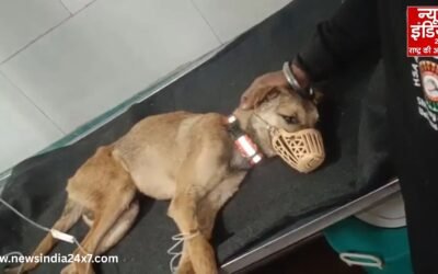 आस्था का चक्कर या बीमारी की सच्चाई? मंदिर में घूमते कुत्ते का खुला रहस्य, अब इलाज से लौट रही जान