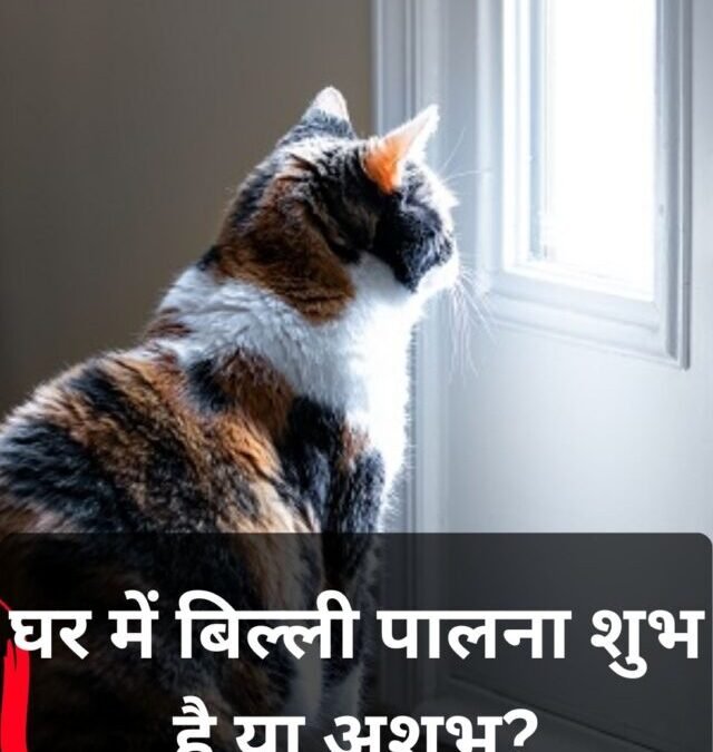 घर में बिल्ली पालना शुभ या अशुभ? जानिए वास्तु और मान्यताओं की पूरी सच्चाई