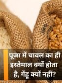 पूजा में चावल का ही इस्तेमाल क्यों होता है, गेंहू क्यों नहीं?