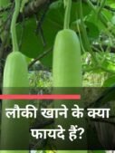 लौकी खाने के क्या फायदे हैं