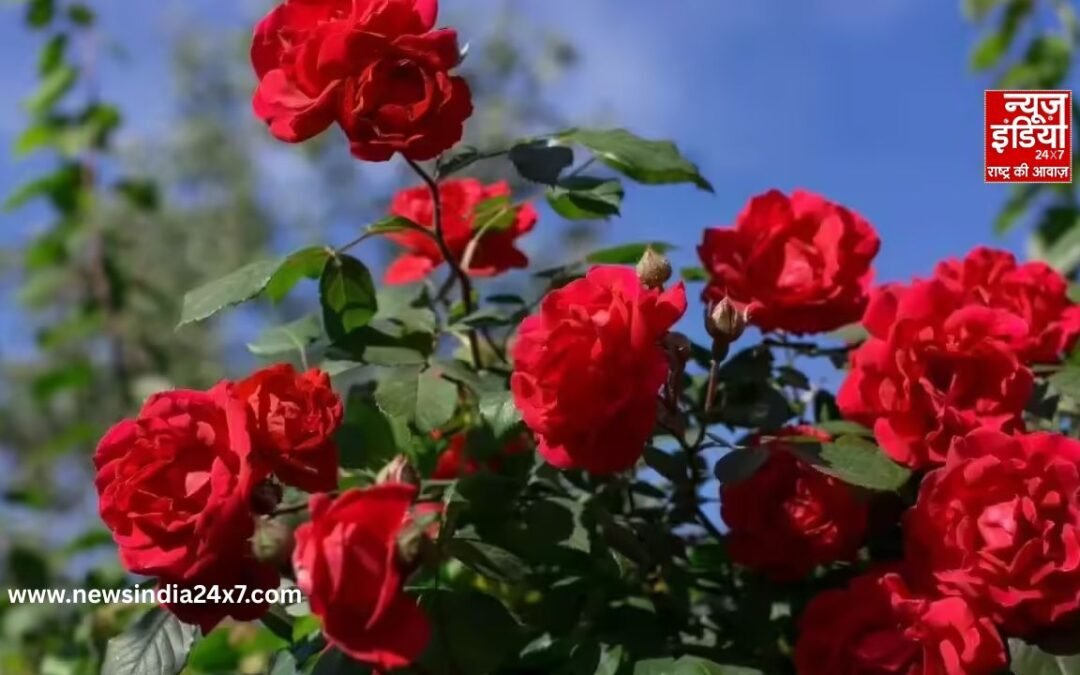 Rose Day 2026: रोज डे पर जानिए इन 5 महंगे गुलाब के दाम, उड़ जाएंगे आपके भी होश