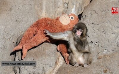 जन्म से छूटा मां का साथ, फिर मिला ‘ओरा-मामा’ का साथ… भावुक कर देगी जापानी मकाक बंदर ‘पंची-कुन’ की ये कहानी