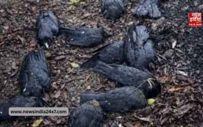 बिहार में बर्ड फ्लू ने दी दस्तक! पटना, बेतिया व कटिहार में 400+ कौवों की मौत
