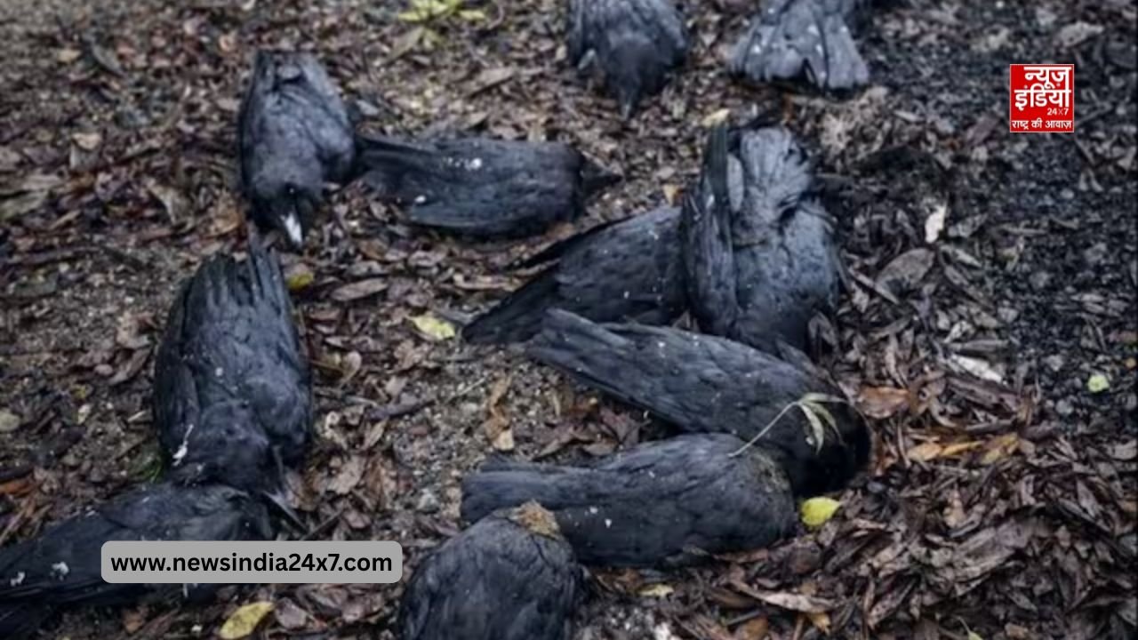 बिहार में बर्ड फ्लू से कौवों की मौत