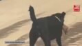Shimla Dog Human Leg Viral Video