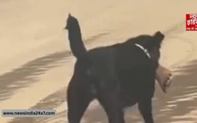 मुंह में इंसानी टांग लेकर घूमता कुत्ता! शिमला के अस्पताल परिसर में खौफनाक लापरवाही का वीडियो वायरल